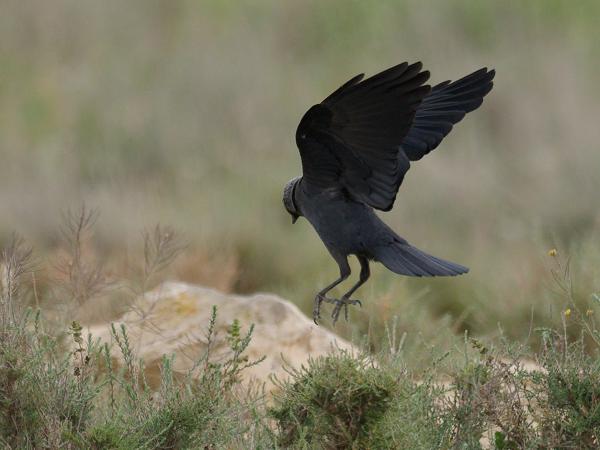 <h3><a href="/trips/ebro/biota/animalia/chordata/aves/040 passeriformes/054 corvidae/coloeus monedula/coloeus monedula-nl.html">Coloeus&nbsp;monedula</a> / Western&nbsp;jackdaw / Kauw</h3>OM-1 Mark II met OLYMPUS M.300mm F4.0, 1/2000 sec  bij F4.0, ISO 500, afstand 144&nbsp;m